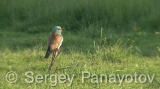 Video of European Roller - European Roller during the breeding season near its nest, hunting insects and feed their young chicks.